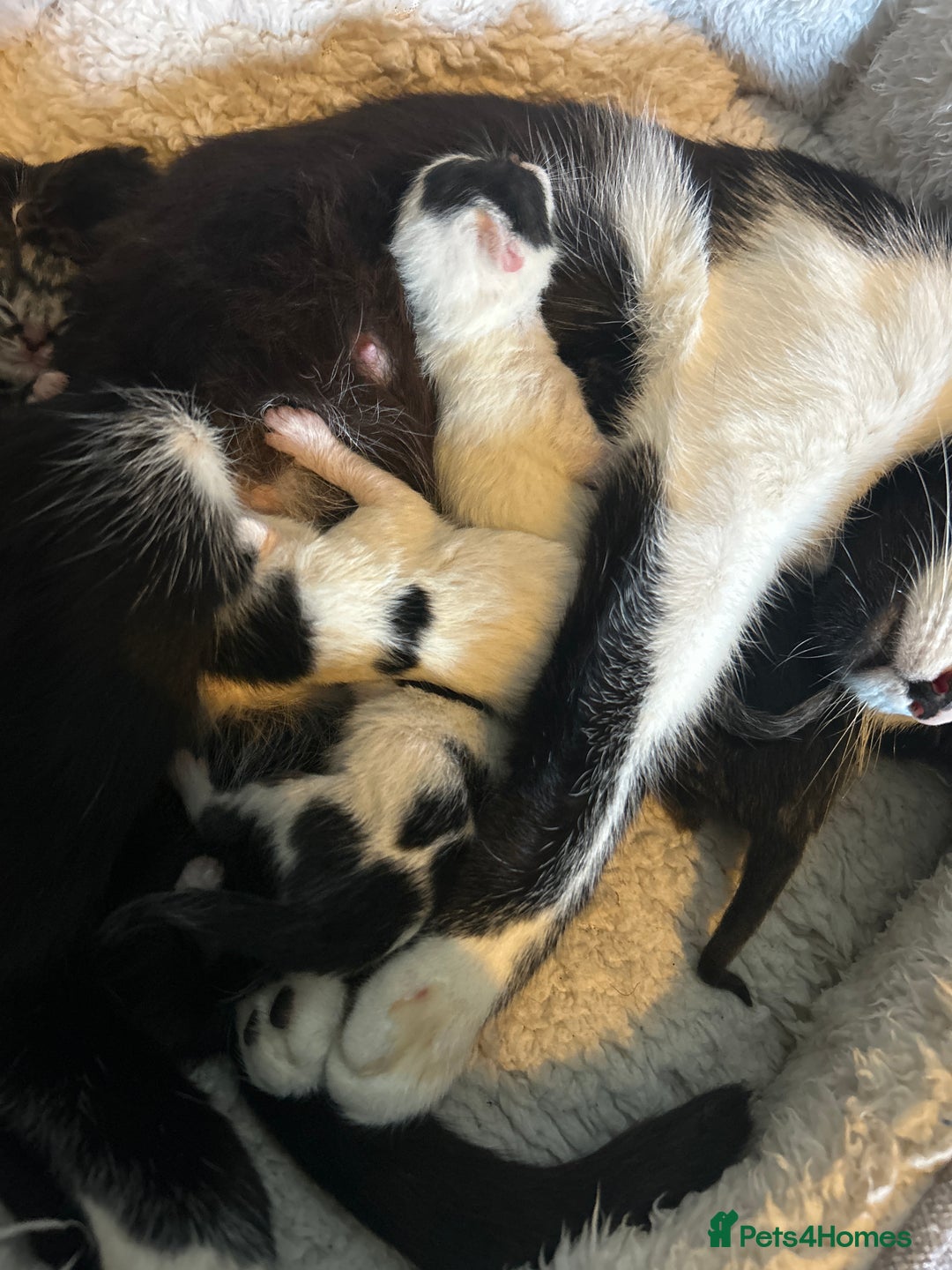 Mixed Breed cats for sale: KITTENS FOR SALE - Image 3