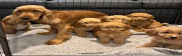 Cockapoo dogs for sale: Cockapoo Puppies Ready Now - Advert 17