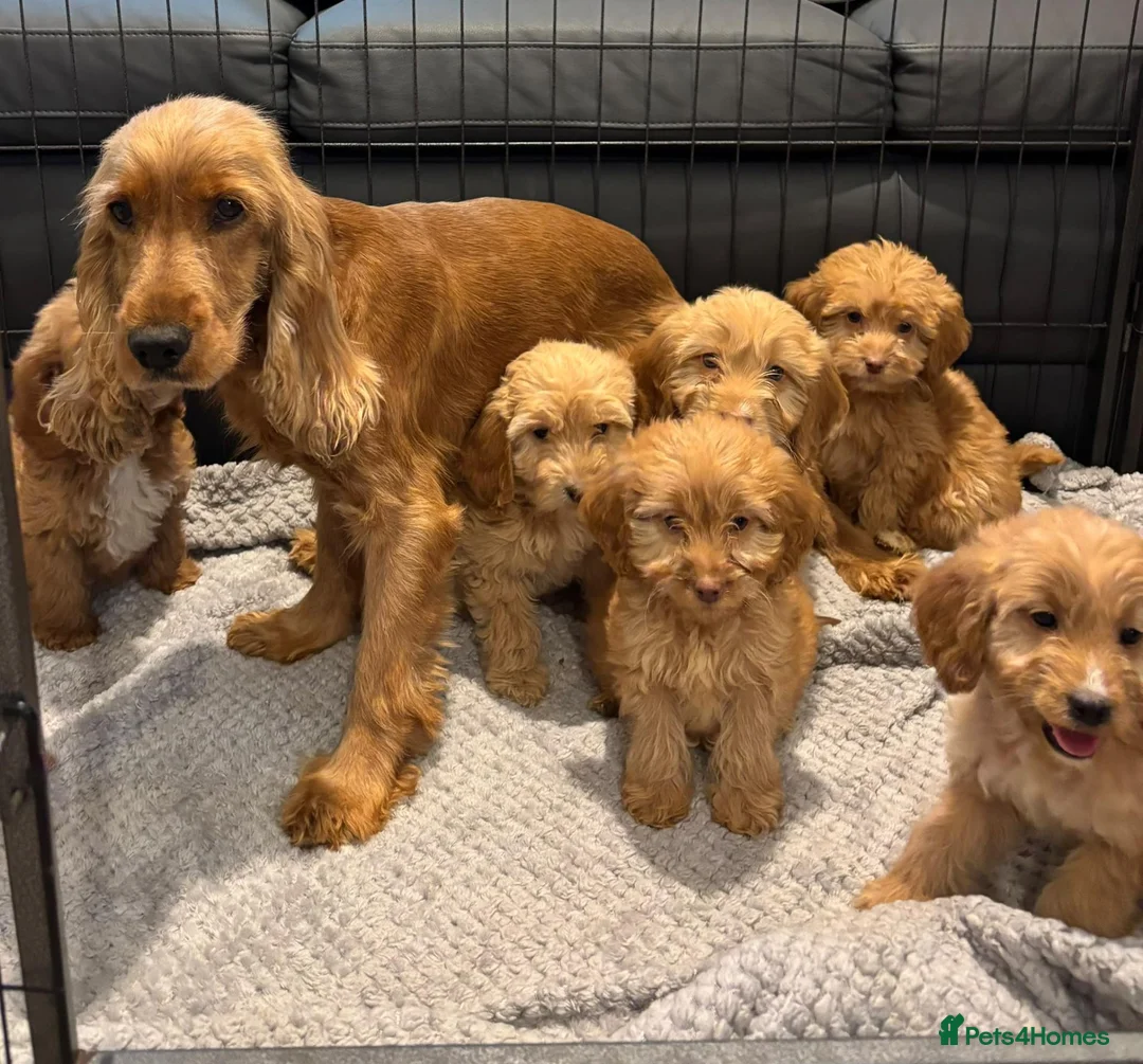 Cockapoo dogs for sale: Cockapoo Puppies Ready Now - Advert 17