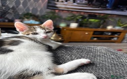 Mixed Breed cats for sale: Gorgeous kittens available  - Image 6