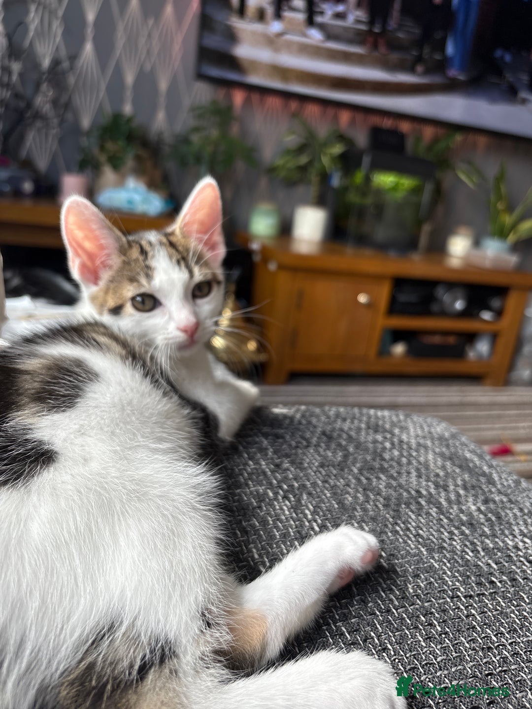 Mixed Breed cats for sale: Gorgeous kittens available  - Image 6