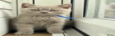 British Shorthair Lilac Boy Blue Collar