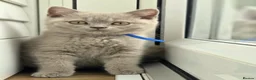 British Shorthair cats for sale: British Shorthair Lilac & Grey Blue Cute Kittens  - Advert 19