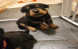 Rottweiler dogs for sale: Rottweiler puppy's 2 boys 5 girls - Image 13