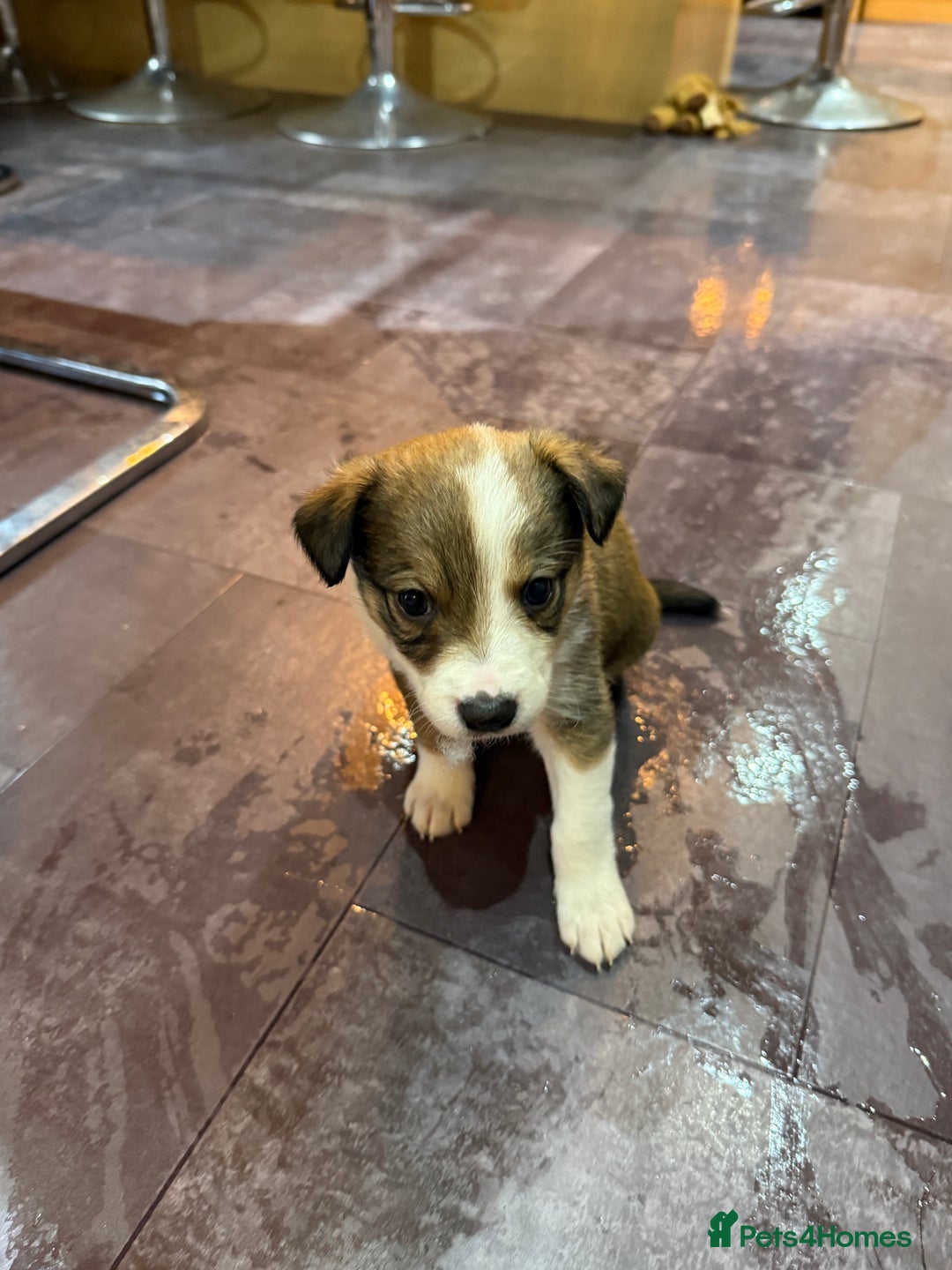 Mixed Breed dogs for sale: Border collie X Welsh collie pups - Advert 5