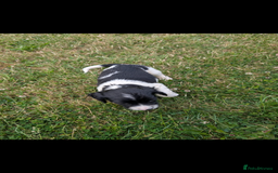 English Springer Spaniel dogs for sale: Springer spaniel pups ready now  - Image 22