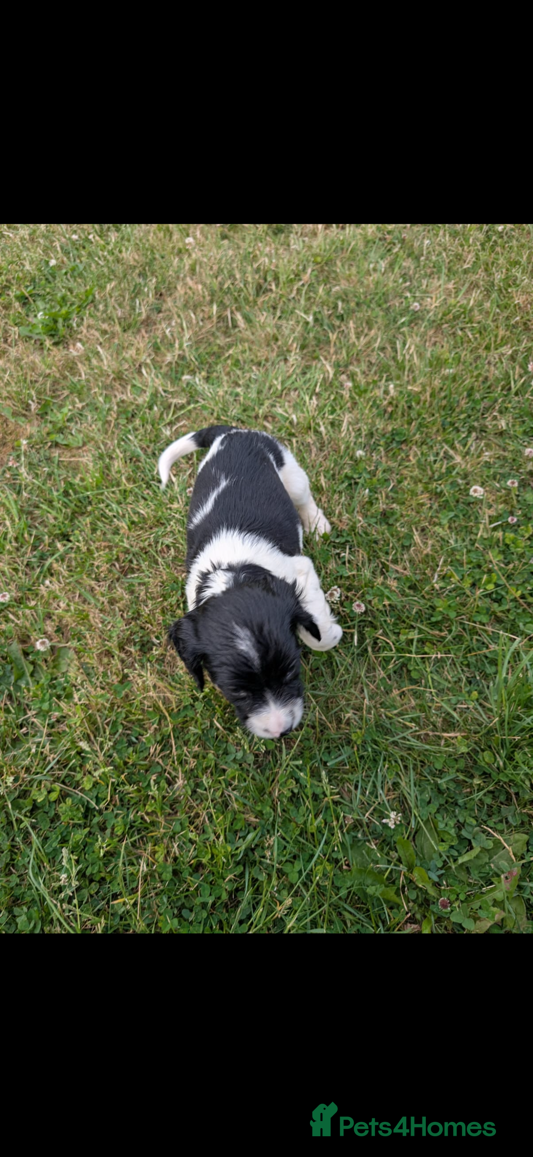 English Springer Spaniel dogs for sale: Springer spaniel pups ready now  - Image 22