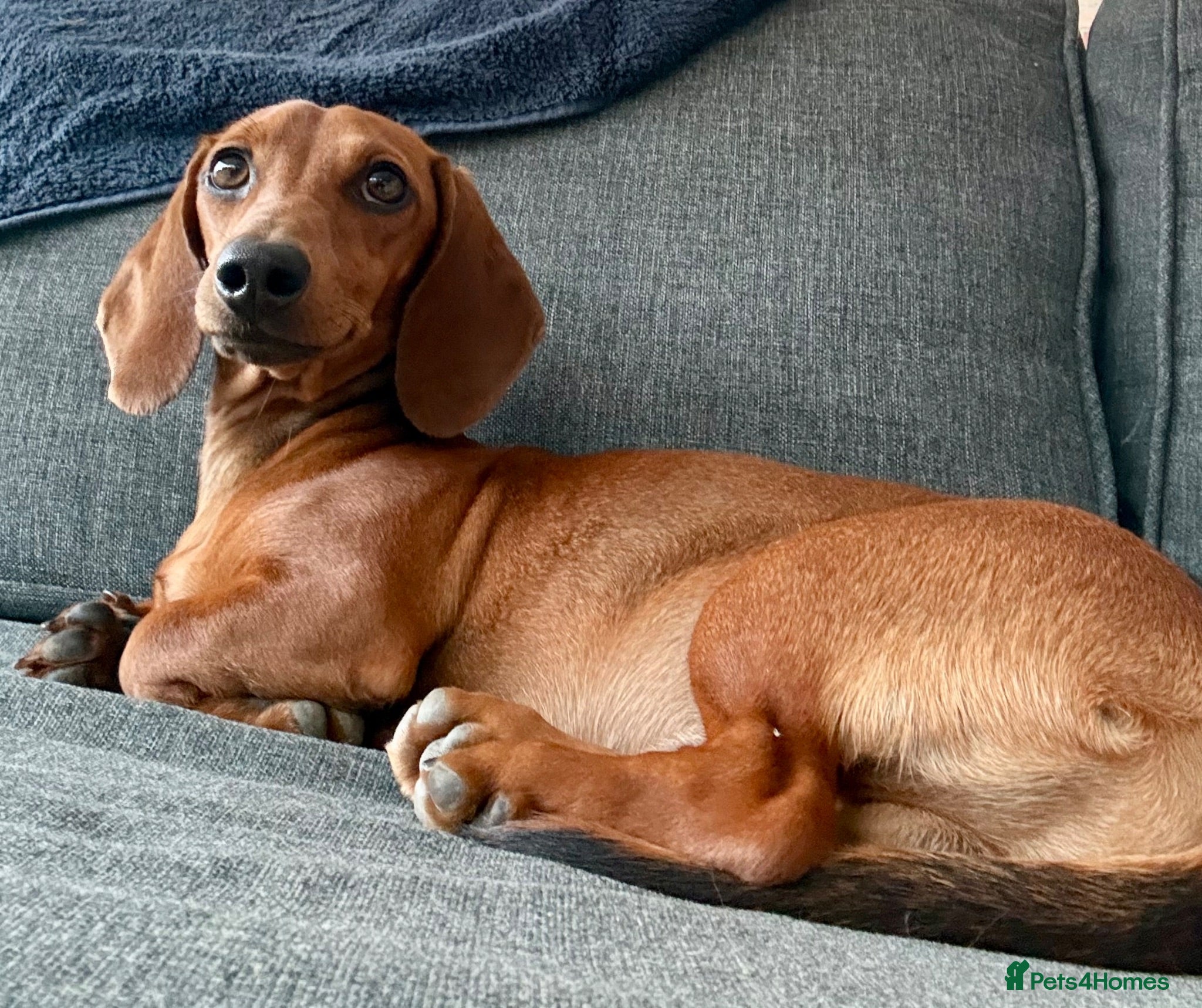 Dachshund dogs Puppy Dachshund Rehoming Required - Advert 9