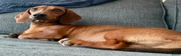 Dachshund dogs for sale: Puppy Dachshund Rehoming Required - Advert 1
