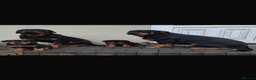 Rottweiler dogs for stud: Rottweiler - Advert 12