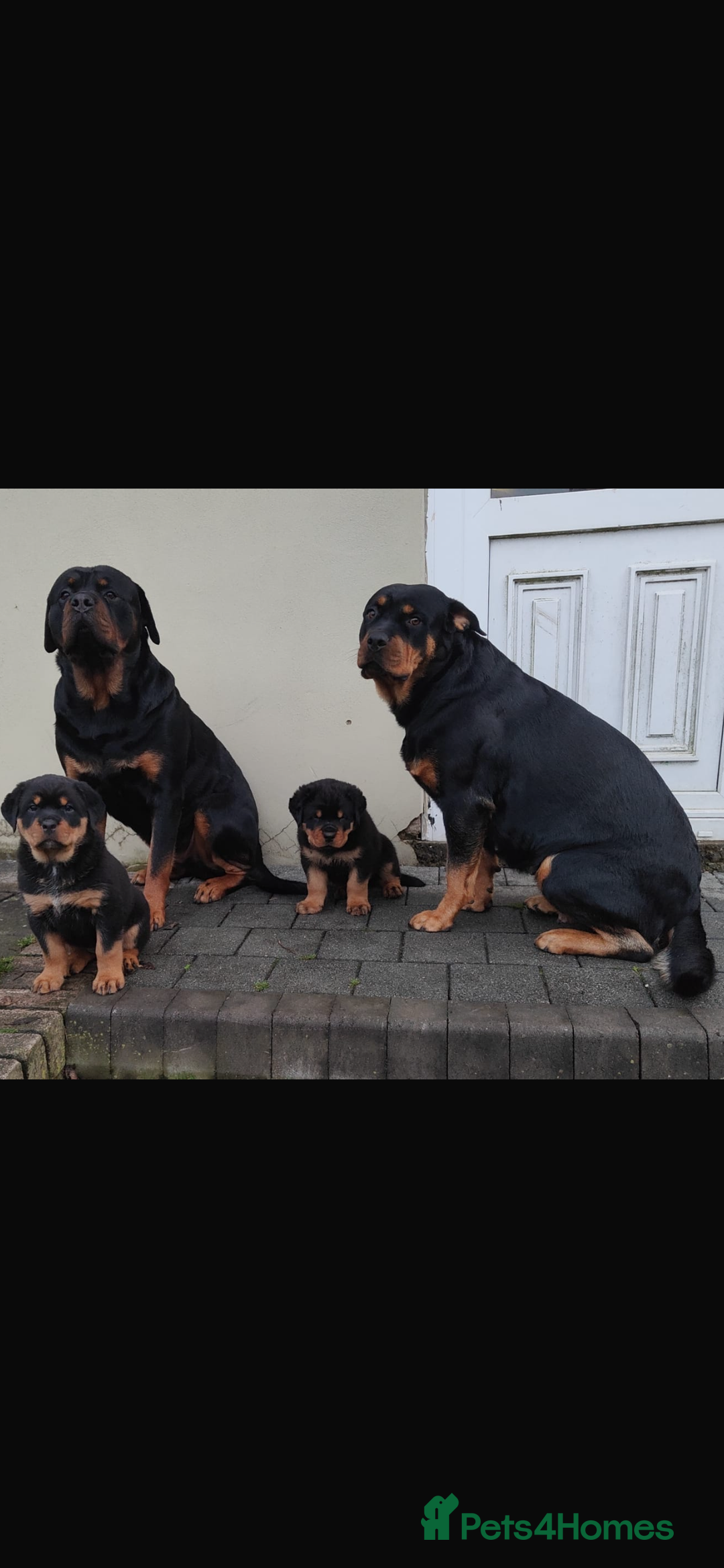 Rottweiler dogs for stud: Rottweiler - Advert 12