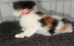 Mixed Breed cats for sale: Semi-longer hair calico  - Image 11