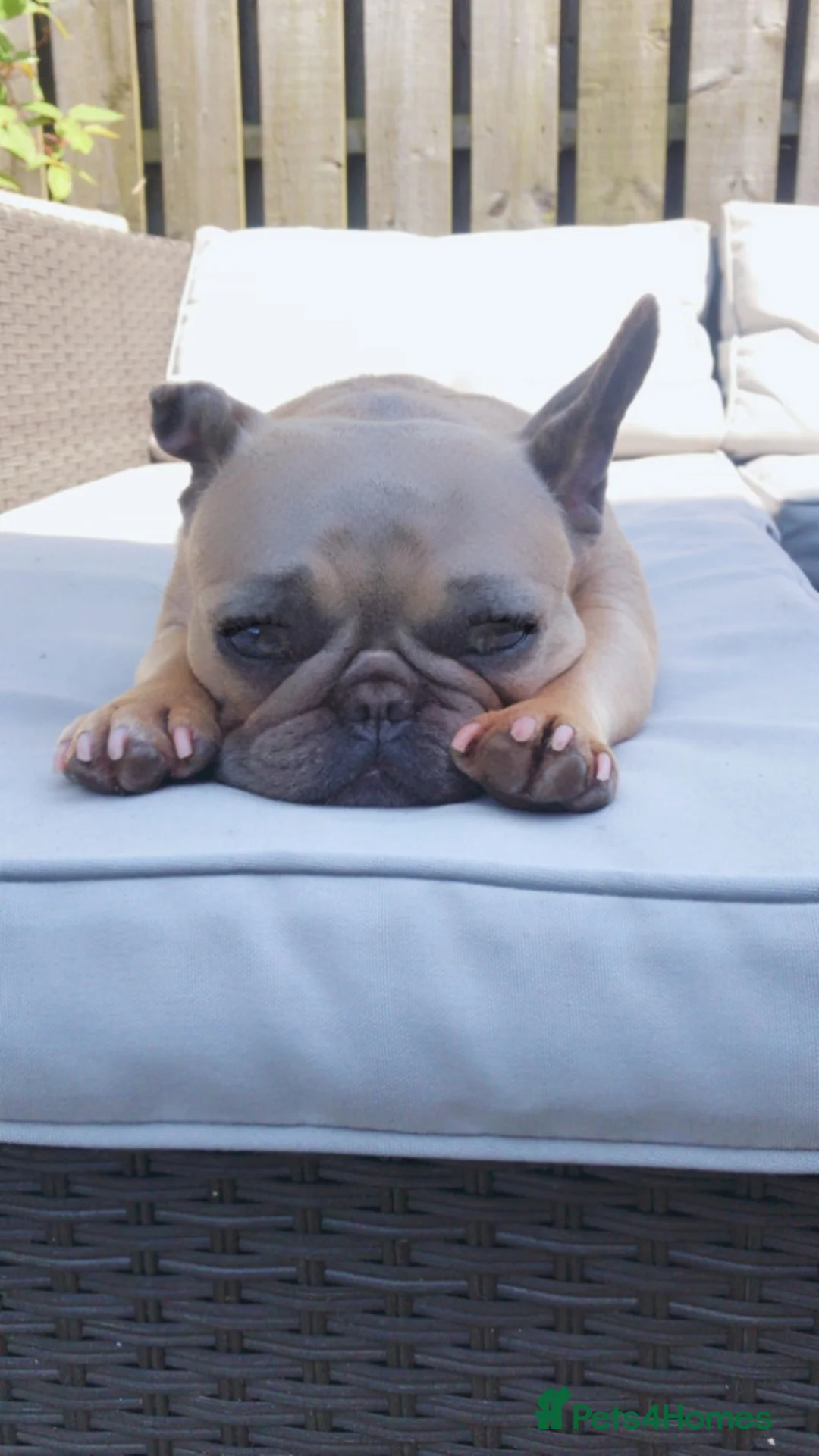 French Bulldog dogs for sale: French bulldog in Chesterfield - Advert 2