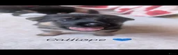 German Shepherd dogs for sale: 11 Beautiful German Shepherd Pups - Advert 5