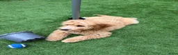 Cockapoo dogs for sale: Margo cockapoo F1 aged 6 months - Advert 5