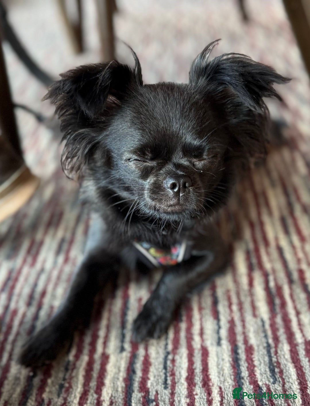 Chihuahua dogs for sale: Absolutely Stunning Little Chihuahua Puppies - Image 23