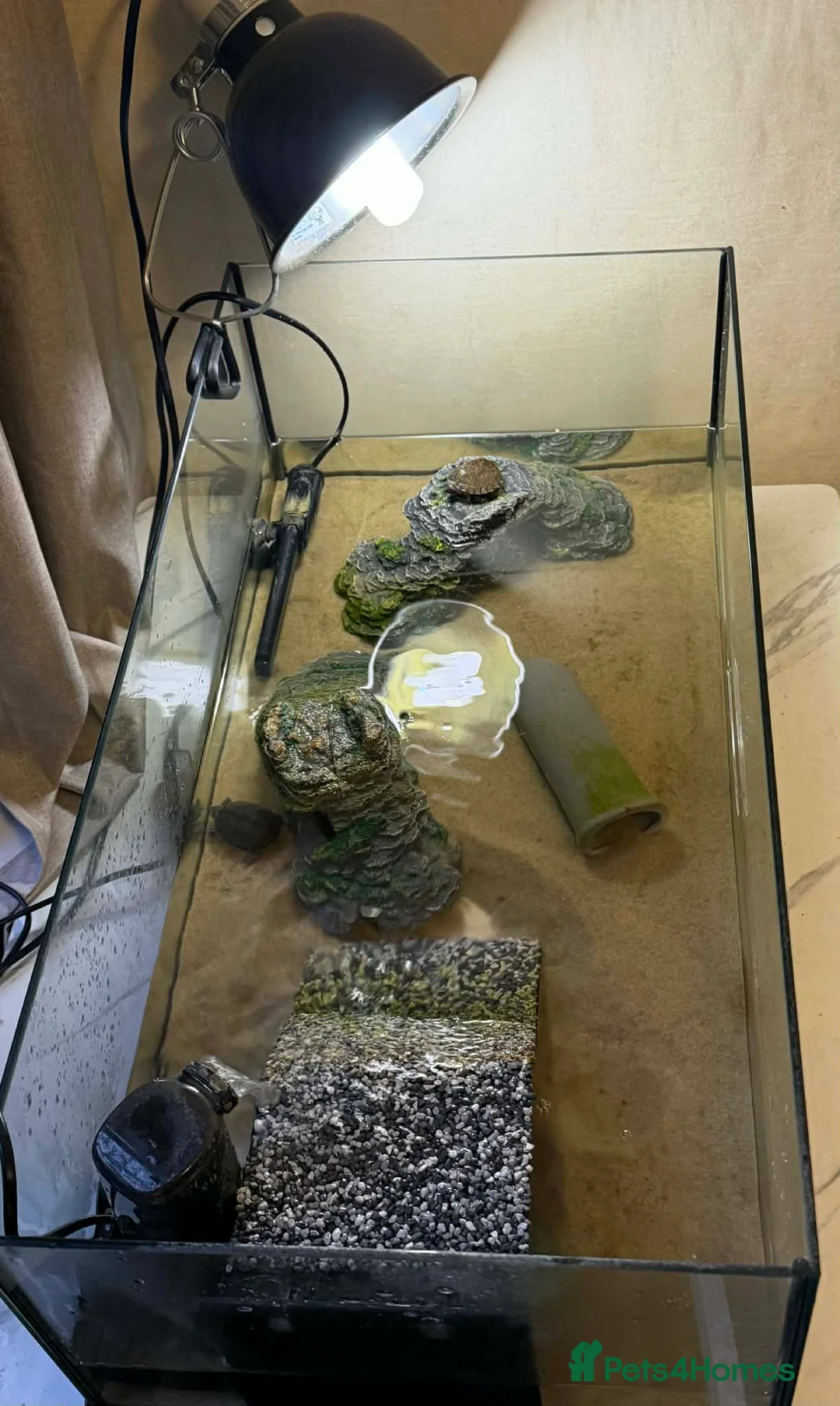 Turtle reptiles for sale: 2 musk turtles  in Grimsby - Advert 1