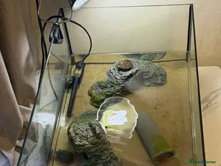 Turtle reptiles 2 musk turtles - Advert 5