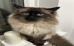 Ragdoll cats for sale: Beautiful Pure Ragdoll — Male, 1 year 9 months old - Image 1