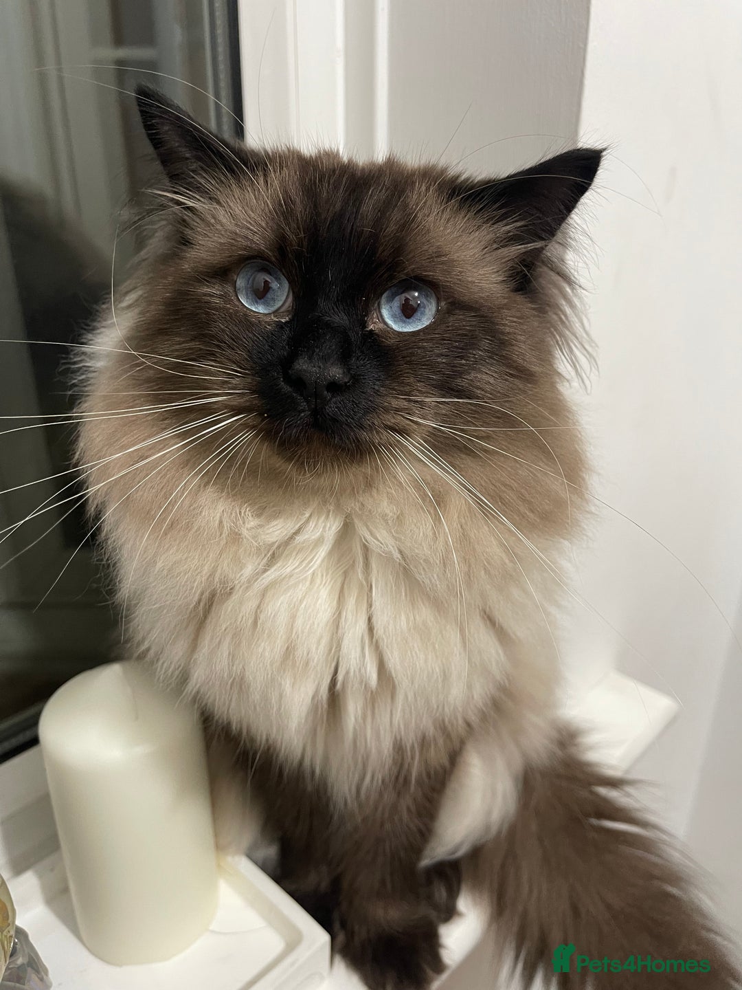 Ragdoll cats for sale: Beautiful Pure Ragdoll — Male, 1 year 9 months old - Image 1