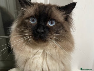 Ragdoll cats for sale - Advert 1