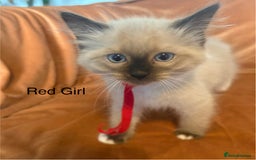 Ragdoll cats for sale: Adorable pure Ragdoll kittens boys and girls - Image 26