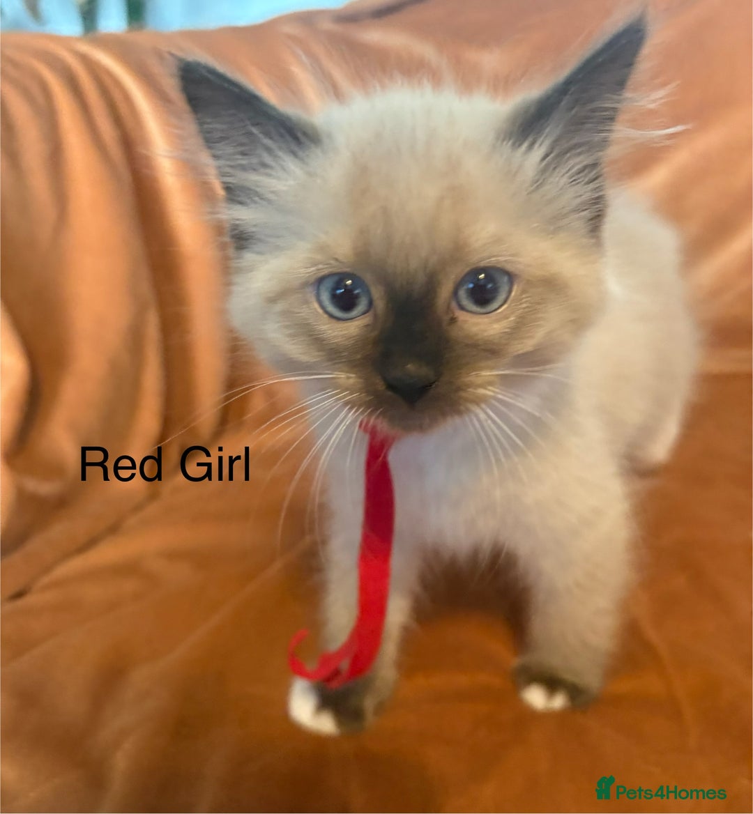 Ragdoll cats for sale: Adorable pure Ragdoll kittens boys and girls - Image 26