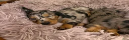 Dachshund dogs for sale: 4 KC Standard Long Haired Dachshund Puppies - Advert 22