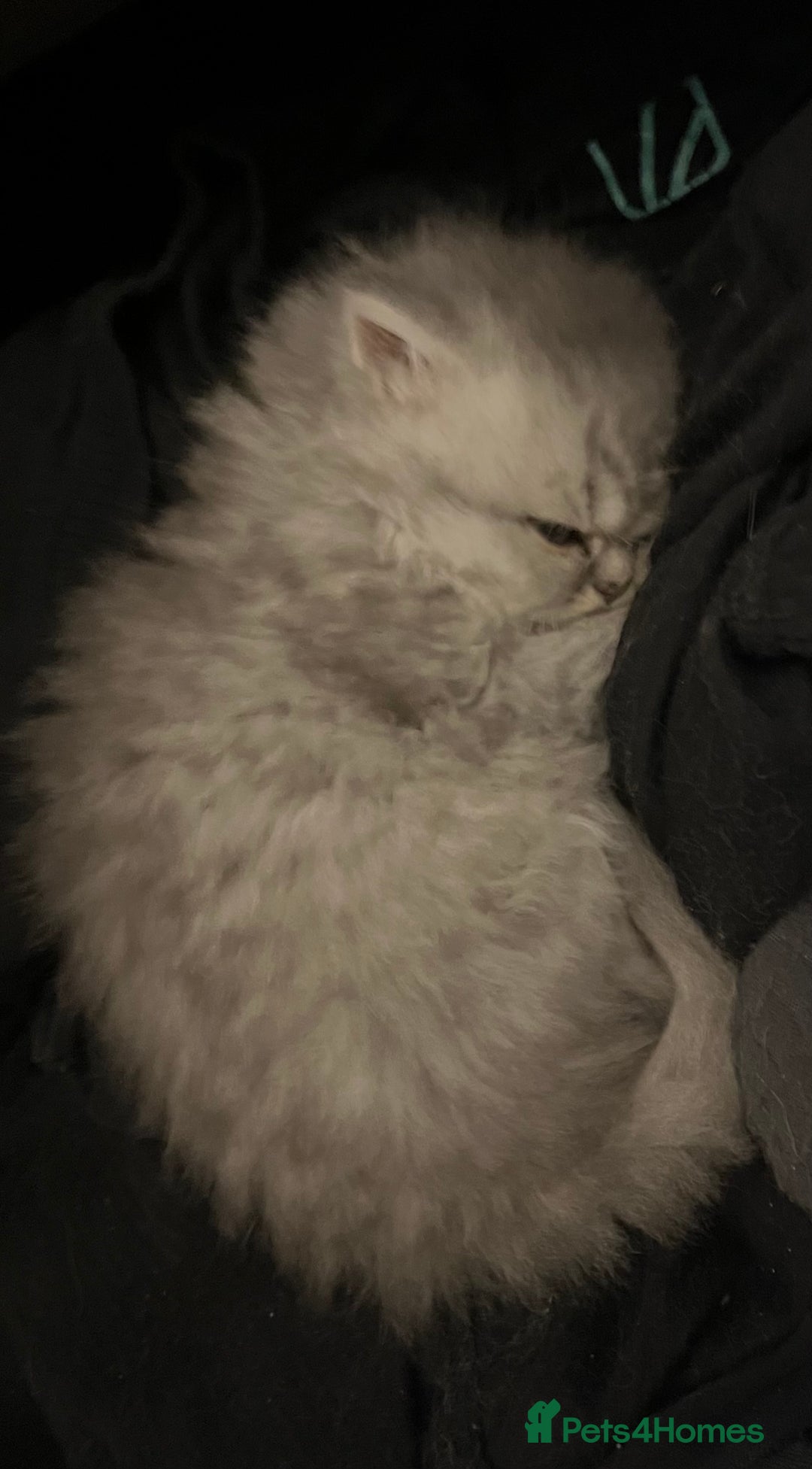 Persian cats for sale: Pure Persian kittens for sale  - Advert 11