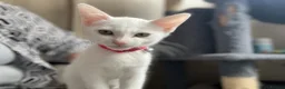 Mixed Breed cats for sale: White and tabby kittens  - Advert 7