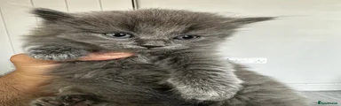 Maine Coon 3