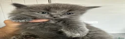 Maine Coon cats for sale: Smoky Maincoon female kitten  - Advert 9
