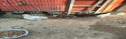 Chickens poultry for sale: USA Silkies chicks  available, - Advert 7