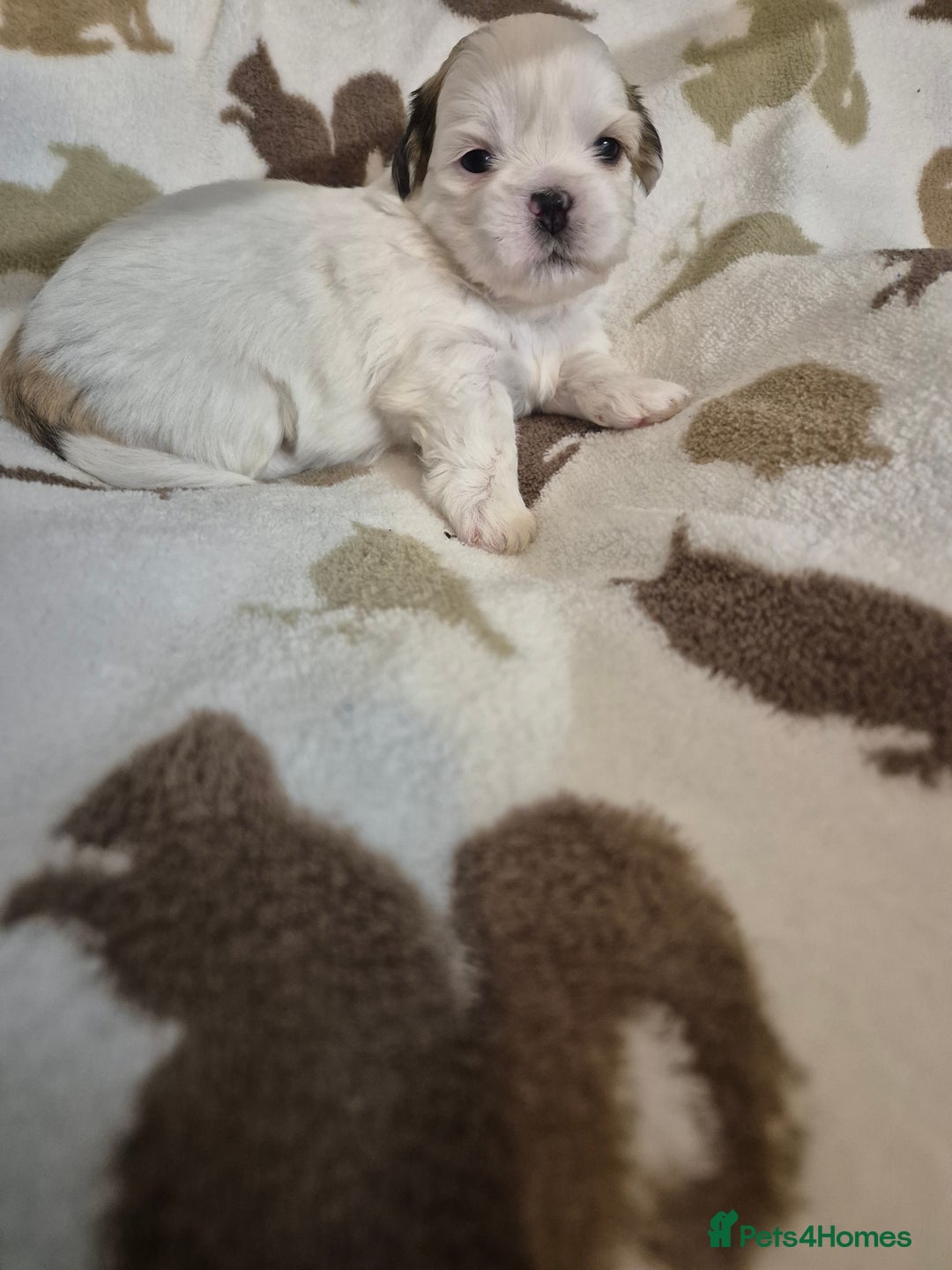 Shih Tzu dogs for sale: Beautiful Shih-tzu's - Image 9