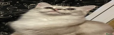 Ragdoll 1