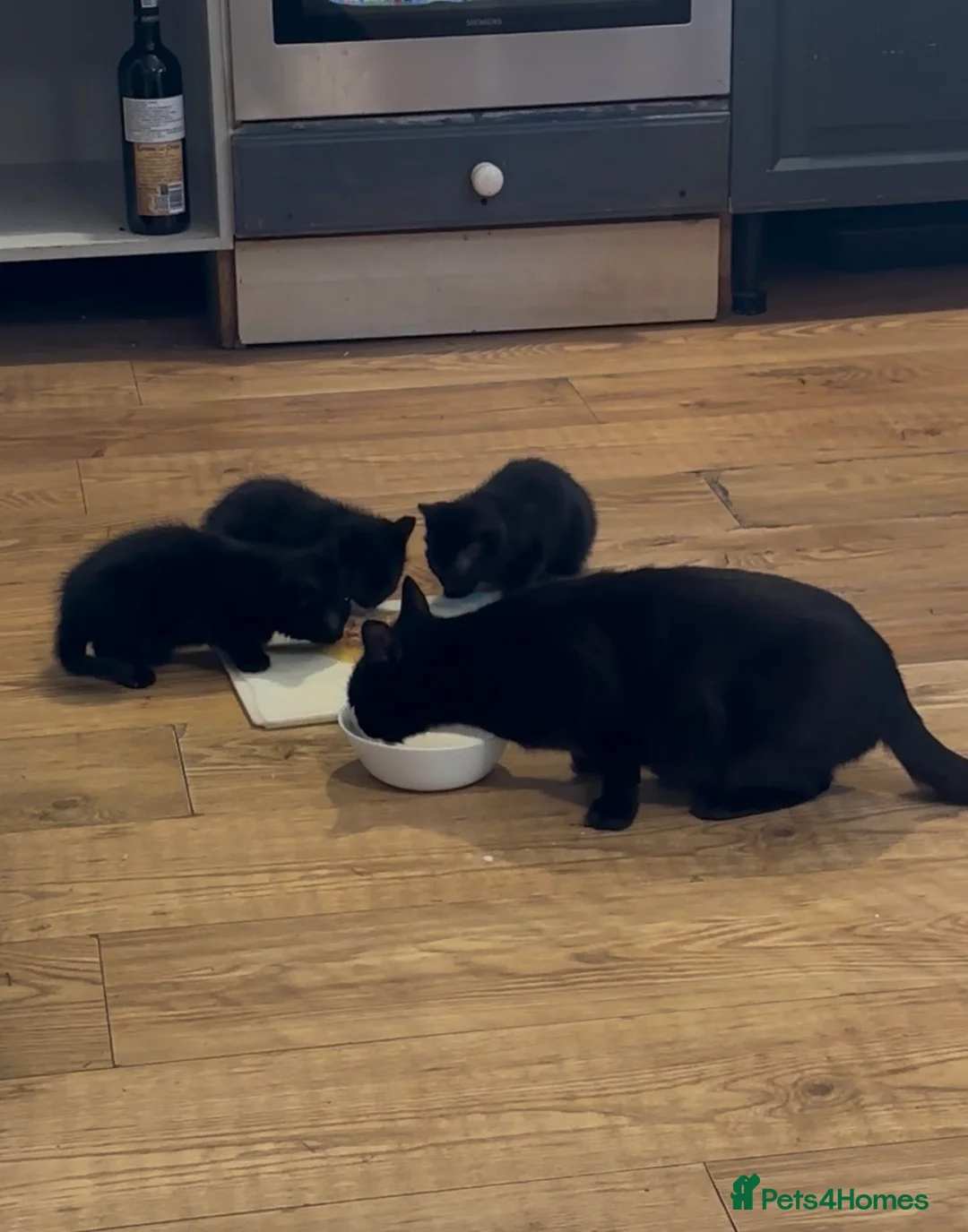 Mixed Breed cats for sale:     3 Beautiful Kittens Ready for Their New Homes - Advert 6
