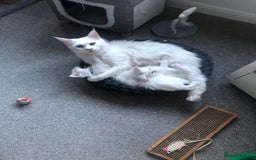 Maine Coon cats for sale: Beautiful Rare White Blue Eyed GCCF Maine Coons - Image 11