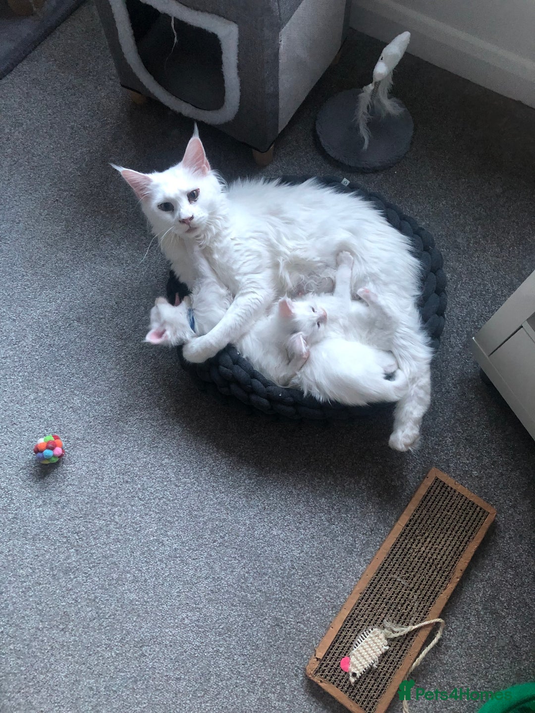 Maine Coon cats for sale: Beautiful Rare White Blue Eyed GCCF Maine Coons - Image 11