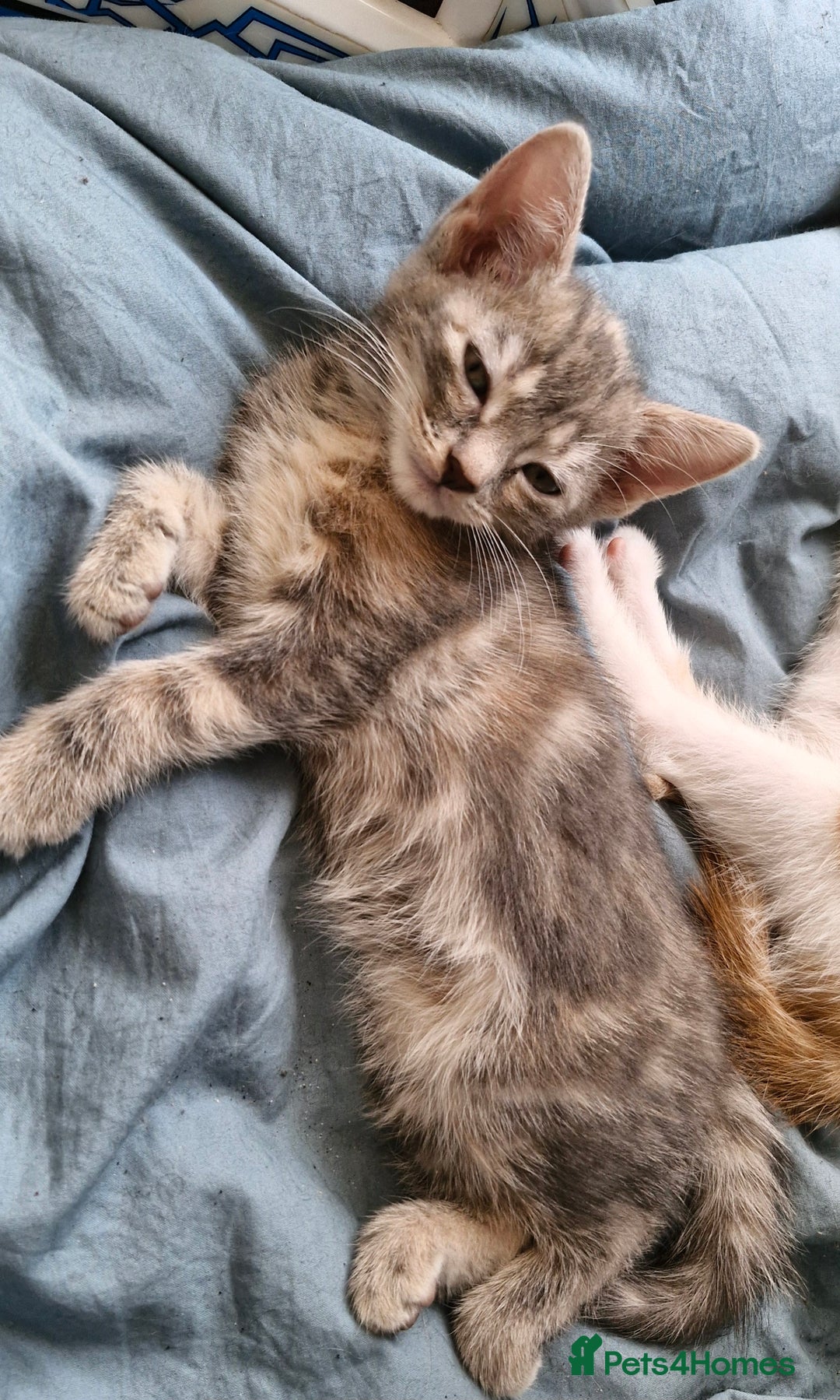 Domestic Shorthair cats for sale: Grey part tabby girl - Image 5