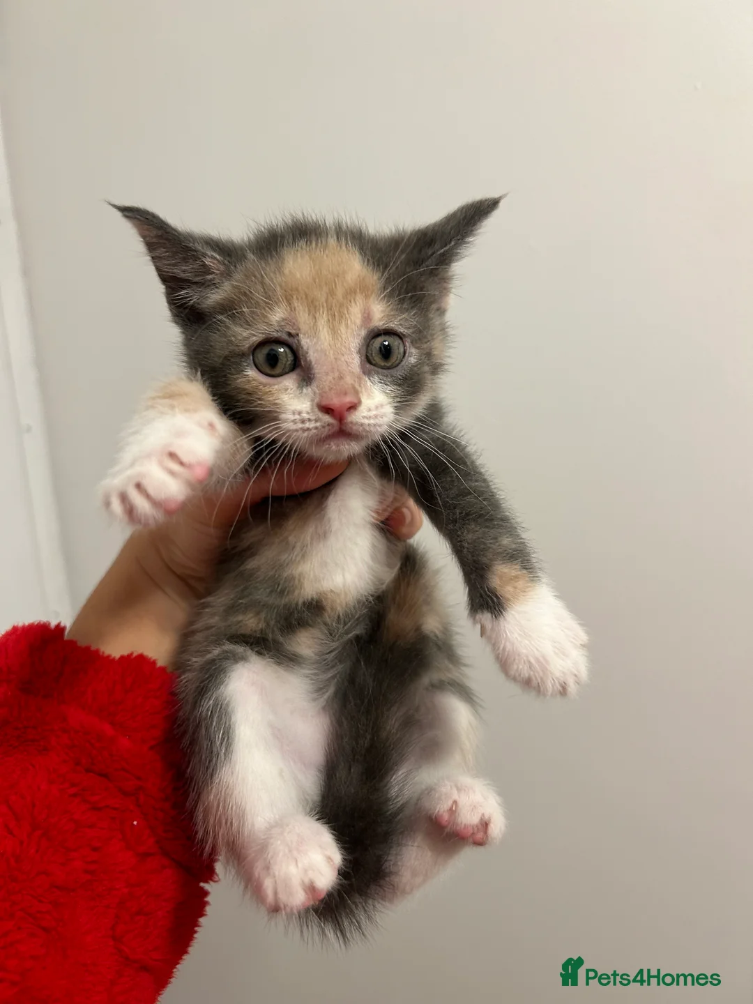 Mixed Breed cats for sale: Cute kittens ready to go open to offers  - Advert 4