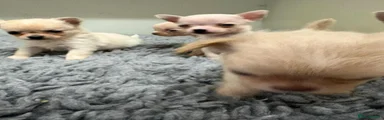 Chihuahua 5