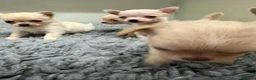 Chihuahua dogs for sale: Kc registered Chihuahua puppies - Advert 3