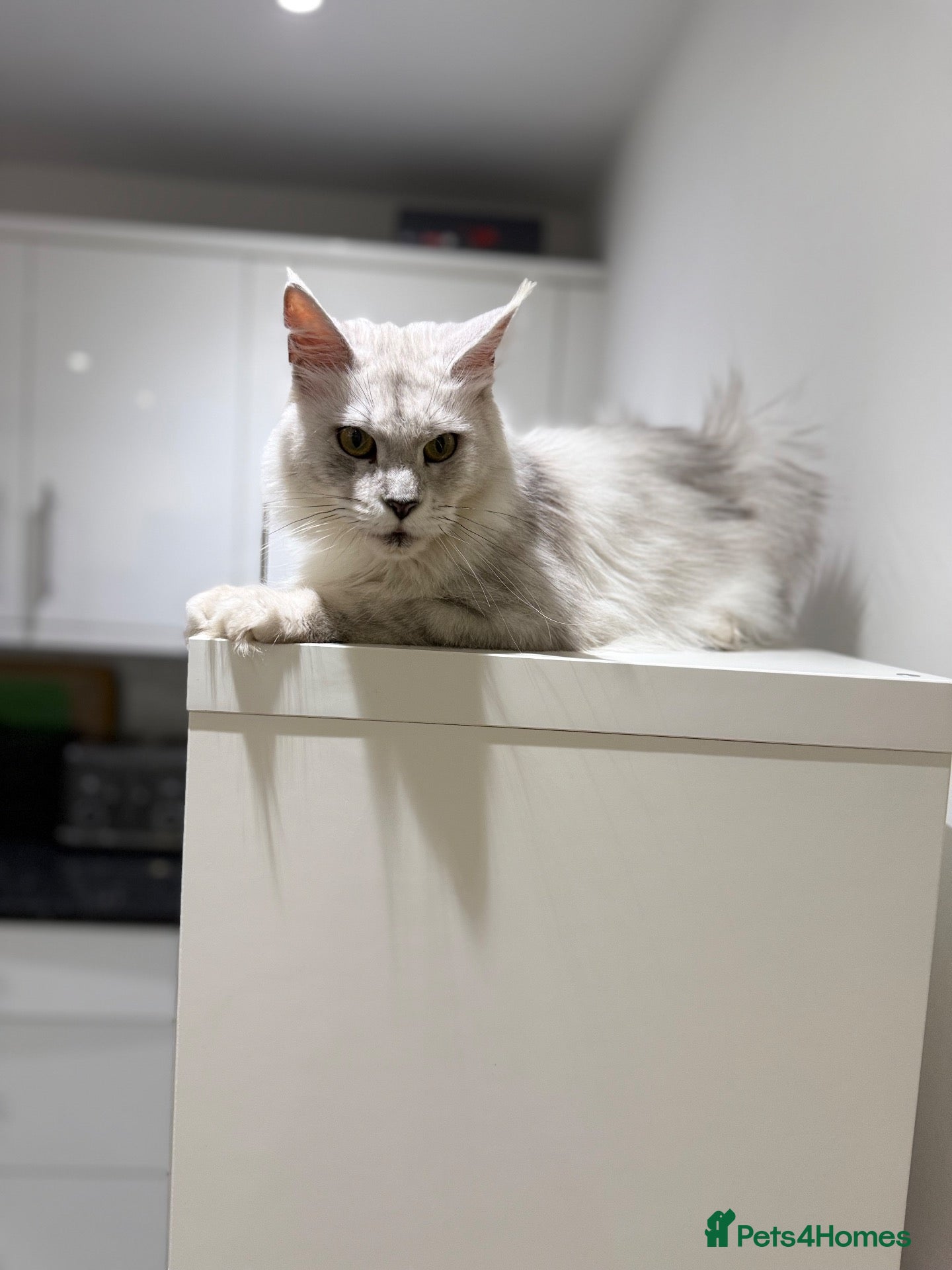 Maine Coon cats Moonshade Ivory  - Advert 1