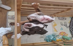 Mixed Breed dogs for sale: 3 Old English bulldog boys £1500  - Image 16