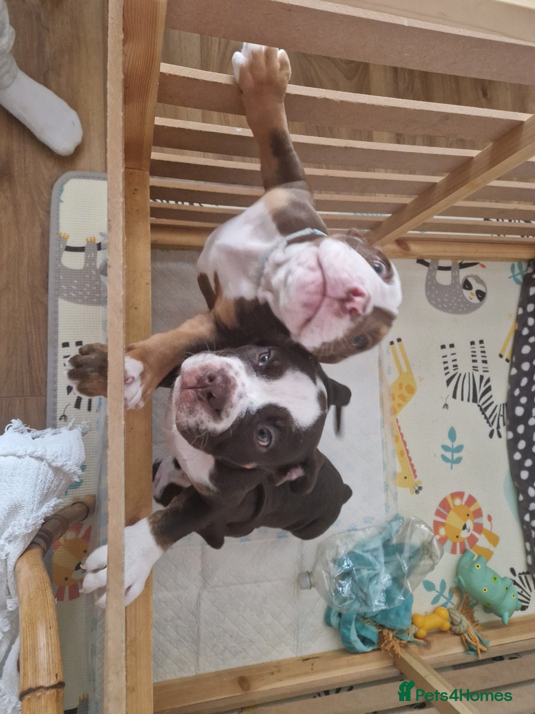 Mixed Breed dogs for sale: 3 Old English bulldog boys £1500  - Image 16