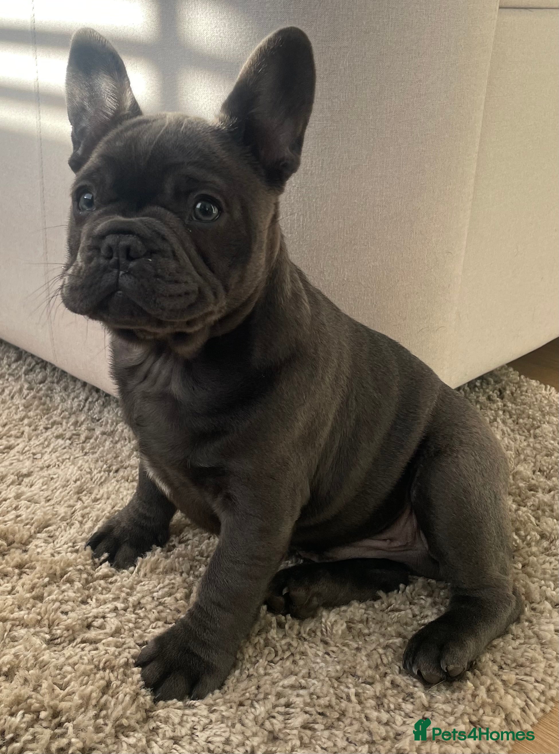French Bulldog dogs Last French bulldog puppy for sale to good home - Advert 6