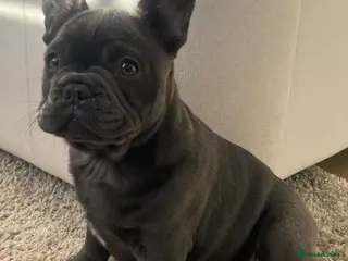 French Bulldog dogs Last French bulldog puppy for sale to good home - Advert 6