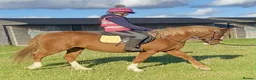 Irish Cob horses for sale: 4yo Chestnut Mare - Advert 1