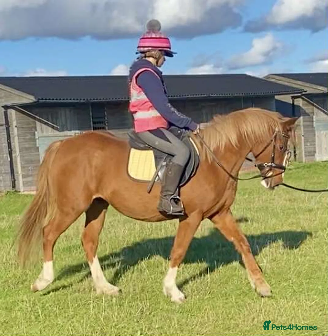 Irish Cob horses for sale: 4yo Chestnut Mare - Advert 1