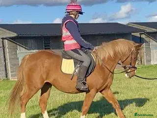 Irish Cob horses 4yo Chestnut Mare - Advert 1